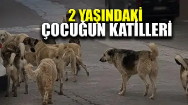 Başıboş köpekler 2 yaşındaki çocuğu parçaladı
