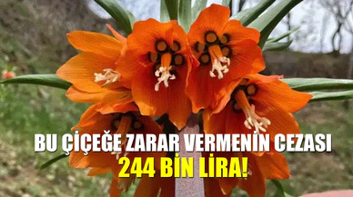 Bu çiçeğe zarar vermenin cezası 244 bin lira!