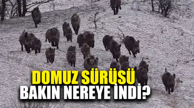 Afyon'da domuz sürüsü şehir merkezine indi