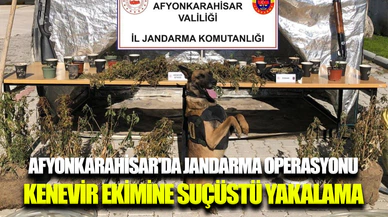 Afyonkarahisar’da kenevir ekimine suçüstü yapıldı