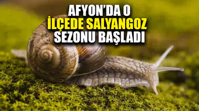 Kilosunu 35 liradan satarak günlük 2 bin liraya varan kazanç elde ediliyor