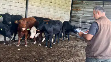 Afyonkarahisar’da hayvancılığa destek sürüyor