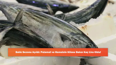 Balık Sezonu Açıldı: Palamut ve Hamsinin Kilosu Bakın Kaç Lira Oldu!