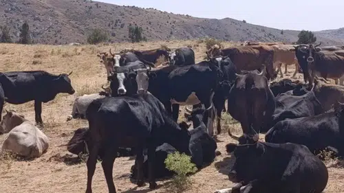 Çay’da yerli kara sığırları için sahaya inildi