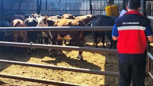 Sultandağı ve Çay’da destek kapsamındaki büyükbaşlar denetlendi