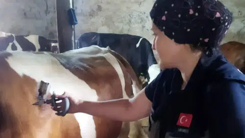 Çay’da hayvan sağlığı için yoğun mesai: Şap aşılaması sürüyor
