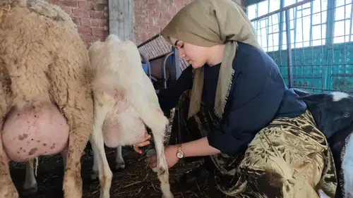 100 Bin TL Hibe Aldı, 150 Koyunluk Sürü Kurdu! Kazandığı Parayla Araba Bile Aldı