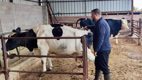 Afyonkarahisar’da şap hastalığına karşı aşılama mesaisi