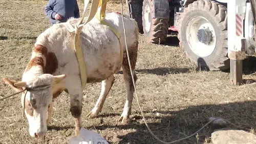 Afyon’da Kuyuya Düşen Büyükbaş Hayvan İçin Ekipler Seferber Oldu!