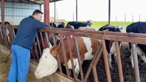 Afyonkarahisar’da hayvan sağlığı için ekipler sahada: Dazkırı ve Çay’da şap mesaisi
