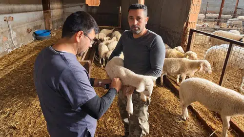 Afyonkarahisar’da küçükbaş hayvanlara yönelik aşılama çalışmaları sürüyor