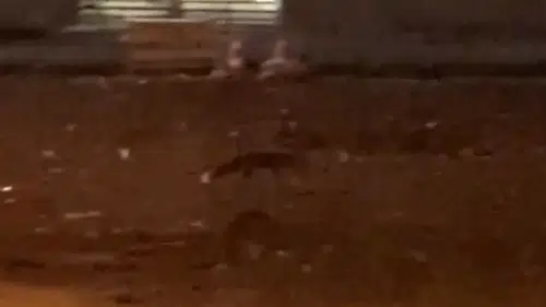 Şehrin ortasında şaşırtan görüntü! Aç kalan tilki mahalleye indi, vatandaşın tepkisi tebessüm ettirdi!