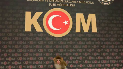 fyon’da polis baskınında şaşırtan görüntü: Evden çıkan hayvan şaşkına çevirdi