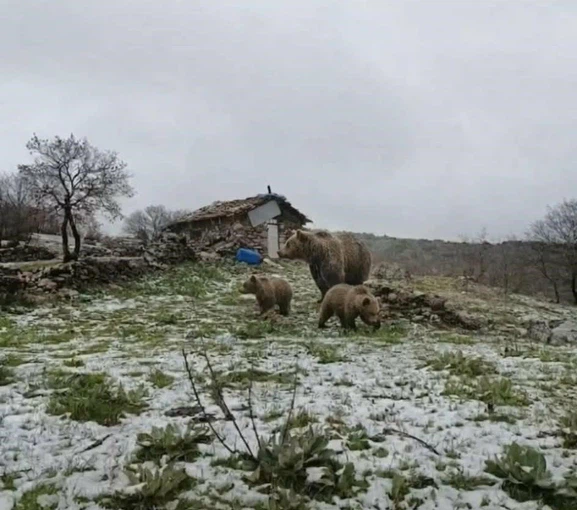Afyon'un Komşusunda Yaylaya İnen Anne Ayı Ve Yavruları Korku Saldı!