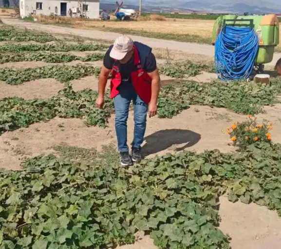 Afyonkarahisar’da tarım arazileri tek tek inceleniyor: Verim ve rekolte hesaplanıyor