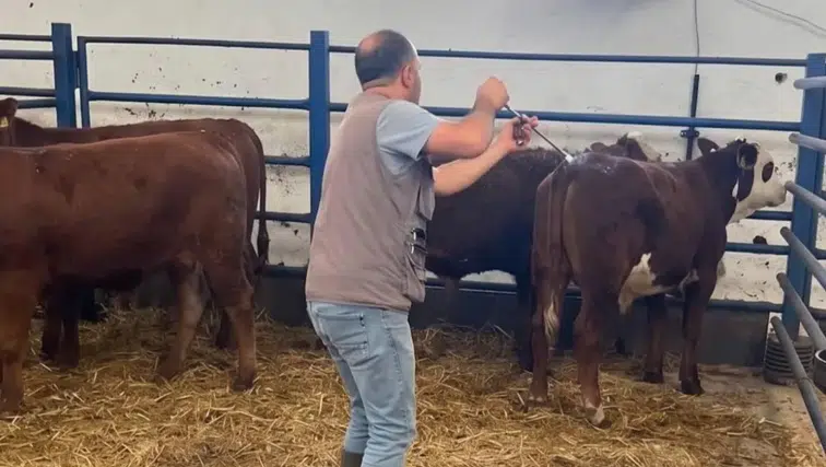 İhsaniye’de hayvan hareketliliğine sıkı takip: İthal hayvanlar kontrolden geçirildi