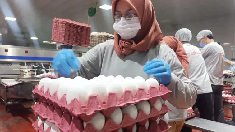 Üreticilerin gözü Tahıl Koridoru’nda