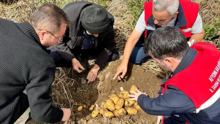 Afyon'da patates tarlalarında hasat öncesi saha mesaisi devam ediyor