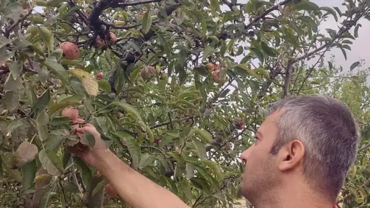 Çay’da meyve bahçelerinde hastalık ve zararlı taraması