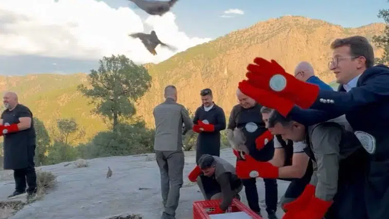Şuhut’ta yetiştirilen 200 çil keklik yeniden doğayla buluştu