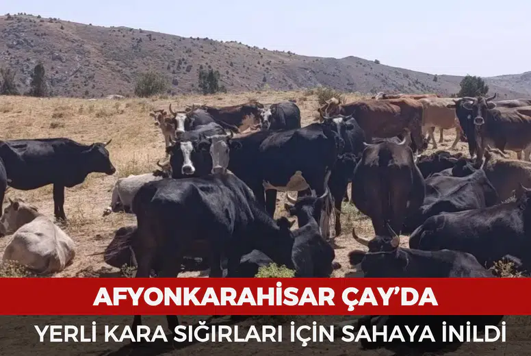 Çay’da yerli kara sığırları için sahaya inildi
