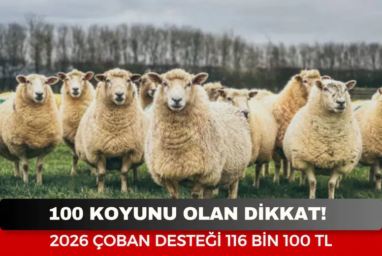 100 koyunu olan dikkat! 2026 çoban desteği 116 bin 100 TL: Başvuru şartları belli oldu