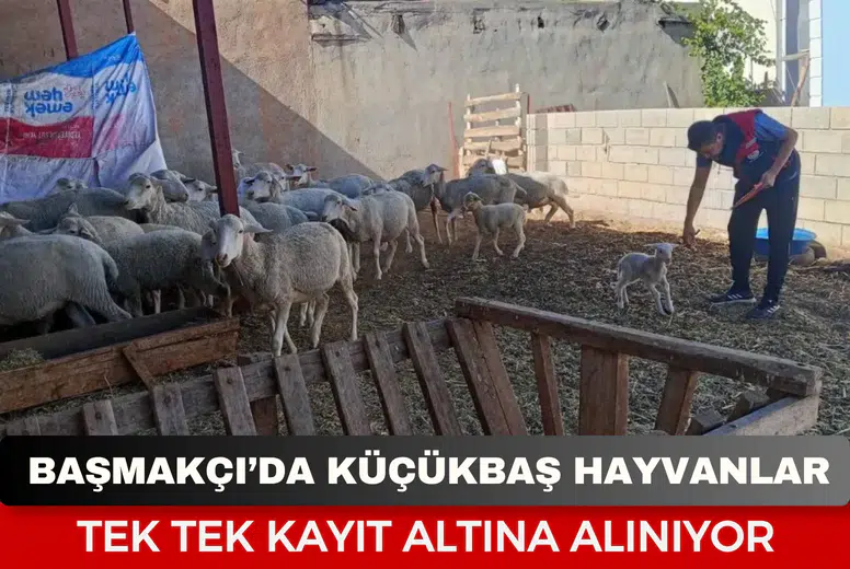 Başmakçı’da küçükbaş hayvanlar tek tek kayıt altına alınıyor