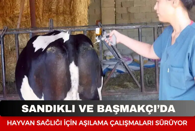 Sandıklı ve Başmakçı’da hayvan sağlığı için aşılama çalışmaları sürüyor