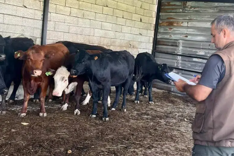 Afyonkarahisar’da hayvancılığa destek sürüyor