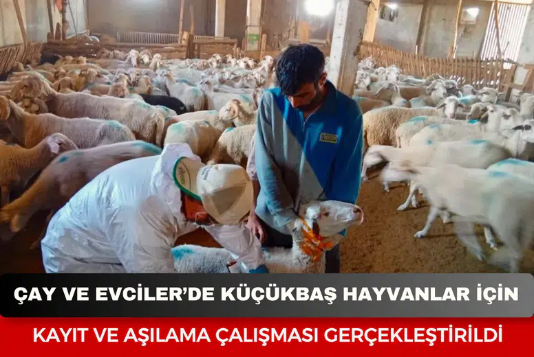 Çay ve Evciler’de küçükbaş hayvanlar için kayıt ve aşılama çalışması gerçekleştirildi