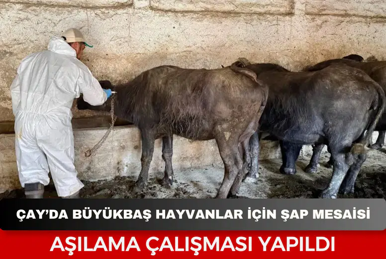 Çay’da büyükbaş hayvanlar için şap mesaisi: Aşılama çalışması yapıldı