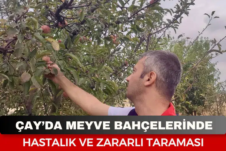 Çay’da meyve bahçelerinde hastalık ve zararlı taraması