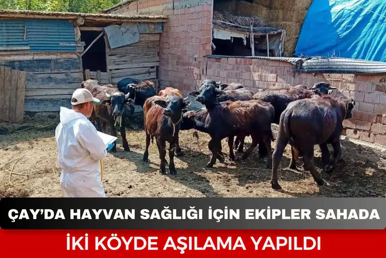 Çay’da hayvan sağlığı için ekipler sahada: İki köyde aşılama yapıldı