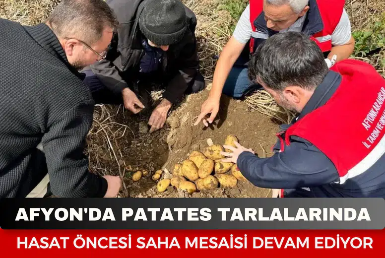 Afyon'da patates tarlalarında hasat öncesi saha mesaisi devam ediyor