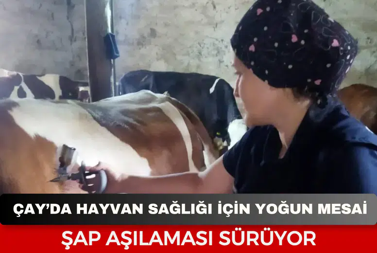 Çay’da hayvan sağlığı için yoğun mesai: Şap aşılaması sürüyor