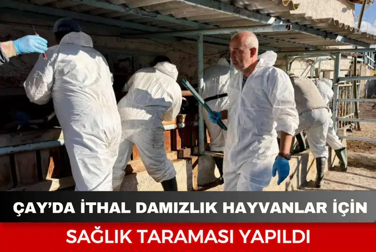 Çay’da ithal damızlık hayvanlar için sağlık taraması yapıldı