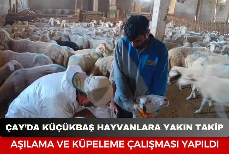 Çay’da küçükbaş hayvanlara yakın takip: Aşılama ve küpeleme çalışması yapıldı