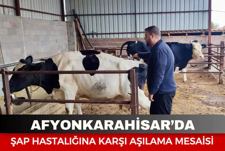 Afyonkarahisar’da şap hastalığına karşı aşılama mesaisi