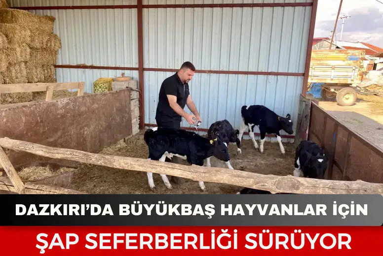 Dazkırı’da büyükbaş hayvanlar için şap seferberliği sürüyor