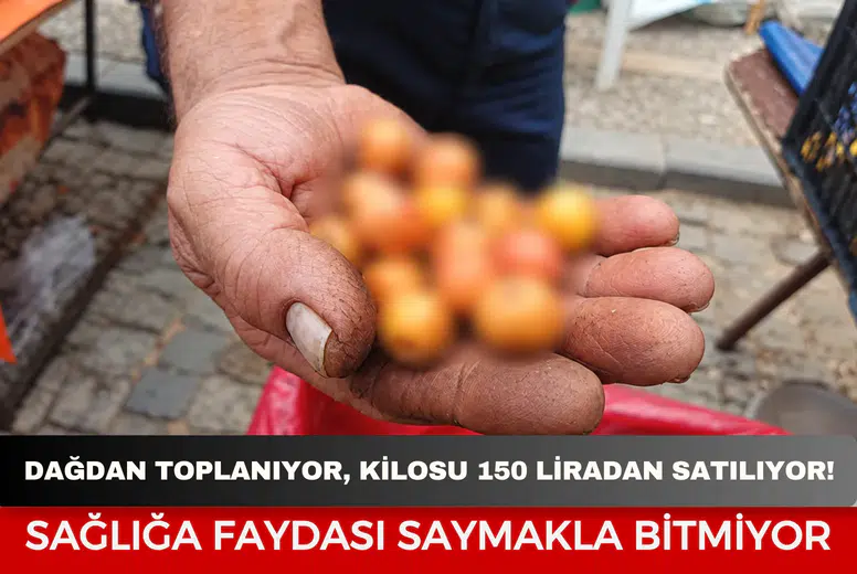 Dağdan toplanıyor, kilosu 150 liradan satılıyor! Sağlığa faydası ise saymakla bitmiyor