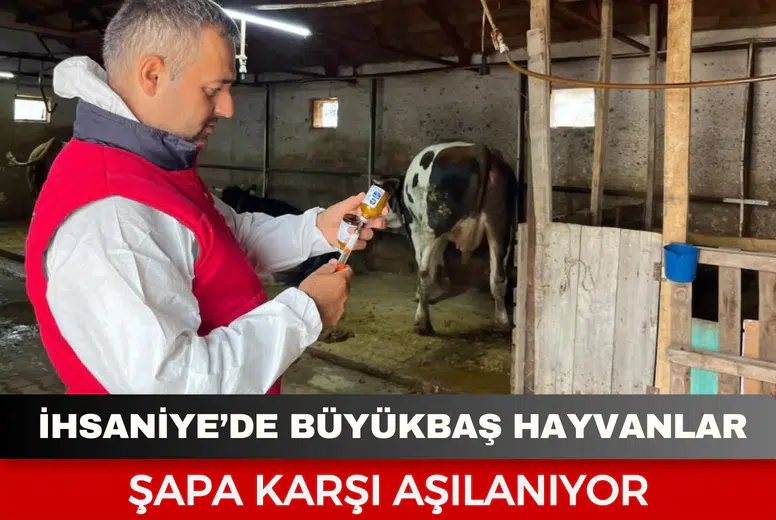 İhsaniye’de büyükbaş hayvanlar şapa karşı aşılanıyor