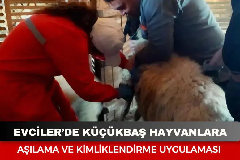 Evciler’de Küçükbaş Hayvanlara Aşılama ve Kimliklendirme Uygulaması