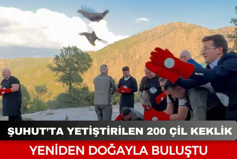Şuhut’ta yetiştirilen 200 çil keklik yeniden doğayla buluştu